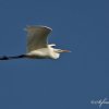 Grande aigrette